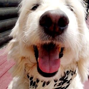 Meet your Posher, Tara!